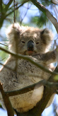Australia