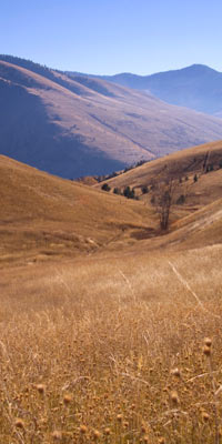 Montana