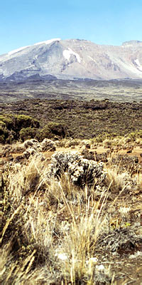 Kilimanjaro