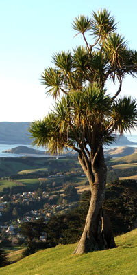 Dunedin, New Zealand