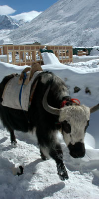 Nepal