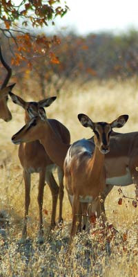 Image: Tanzania