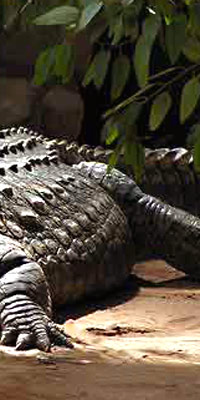 Image: Ivory Coast