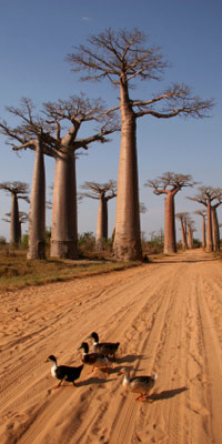 Madagascar